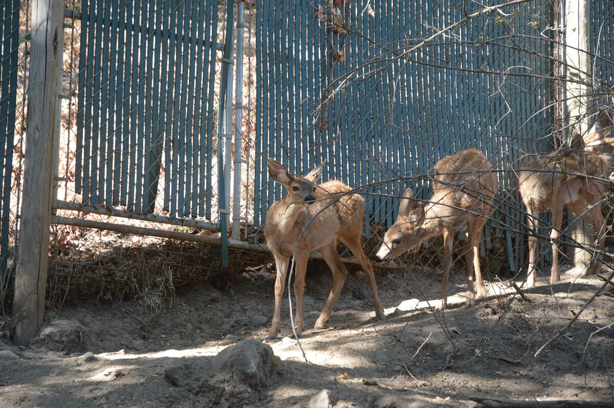 Fawns.JPG